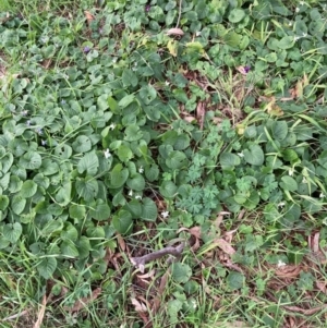 Viola odorata at Hackett, ACT - 27 Jun 2023