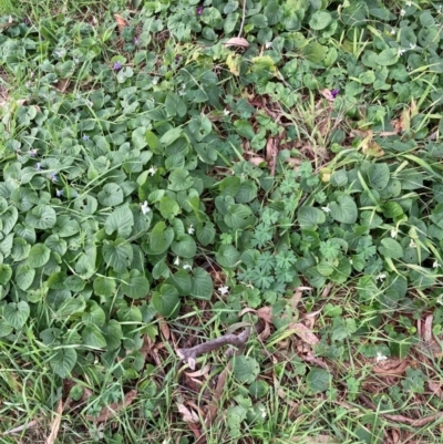 Viola odorata (Sweet Violet, Common Violet) at Mount Majura - 27 Jun 2023 by waltraud