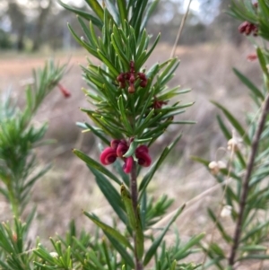 Grevillea rosmarinifolia subsp. rosmarinifolia at Hackett, ACT - 27 Jun 2023