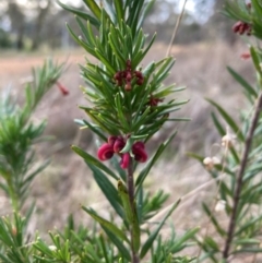Grevillea rosmarinifolia subsp. rosmarinifolia (Rosemary Grevillea) at Mount Majura - 27 Jun 2023 by waltraud