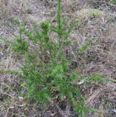 Grevillea rosmarinifolia subsp. rosmarinifolia at Hackett, ACT - 27 Jun 2023