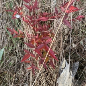 Nandina domestica at Hackett, ACT - 27 Jun 2023 03:41 PM