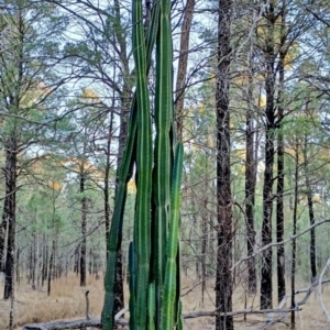 Cereus uruguayanus at Dubbo, NSW - 10 Jun 2023 04:41 PM