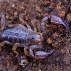 Urodacus manicatus (Black Rock Scorpion) at Molonglo River Reserve - 27 Jun 2023 by Kurt
