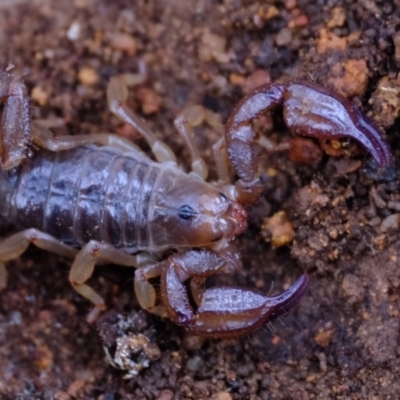 Urodacus manicatus (Black Rock Scorpion) at Molonglo Valley, ACT - 27 Jun 2023 by Kurt