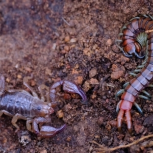 Urodacus manicatus at Molonglo Valley, ACT - 27 Jun 2023