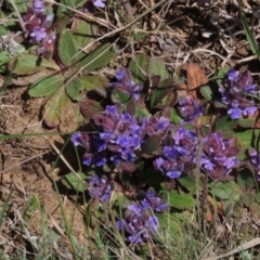 Ajuga australis (Austral Bugle) at Top Hut TSR - 29 Oct 2021 by AndyRoo