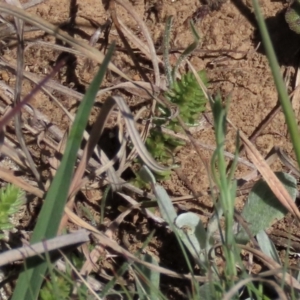 Crassula sieberiana at Dry Plain, NSW - 30 Oct 2021 10:48 AM