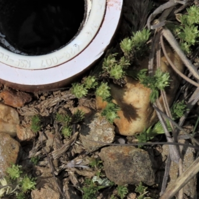 Scleranthus diander (Many-flowered Knawel) at Top Hut TSR - 29 Oct 2021 by AndyRoo