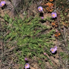 Calotis glandulosa (Mauve Burr-daisy) at Top Hut TSR - 29 Oct 2021 by AndyRoo