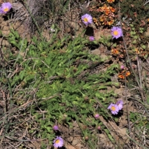 Calotis glandulosa at Dry Plain, NSW - 30 Oct 2021