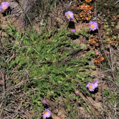 Calotis glandulosa (Mauve Burr-daisy) at Dry Plain, NSW - 30 Oct 2021 by AndyRoo