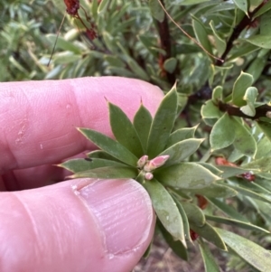 Styphelia triflora at Watson, ACT - 28 Jun 2023