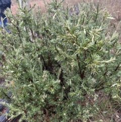 Styphelia triflora at Watson, ACT - 28 Jun 2023