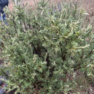 Styphelia triflora at Watson, ACT - 28 Jun 2023