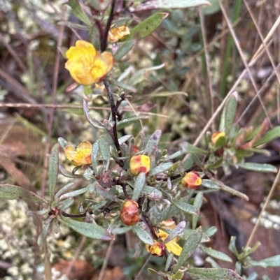 Hibbertia obtusifolia (Grey Guinea-flower) at Mount Majura - 28 Jun 2023 by lbradley