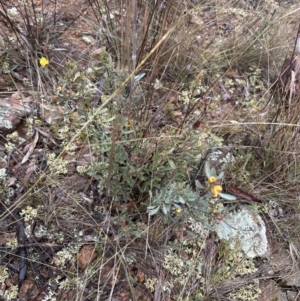 Hibbertia obtusifolia at Watson, ACT - 28 Jun 2023 11:48 AM