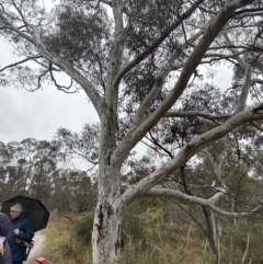 Eucalyptus mannifera subsp. mannifera (Brittle Gum) at Watson, ACT - 28 Jun 2023 by lbradley