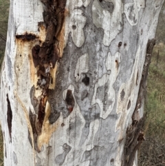 Eucalyptus mannifera subsp. mannifera at Watson, ACT - 28 Jun 2023