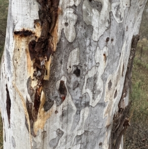 Eucalyptus mannifera subsp. mannifera at Watson, ACT - 28 Jun 2023