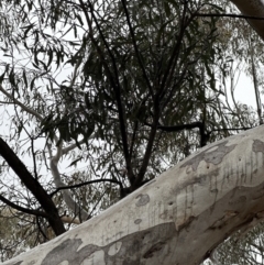 Eucalyptus mannifera subsp. mannifera at Watson, ACT - 28 Jun 2023