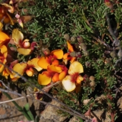 Dillwynia prostrata (Matted Parrot-pea) at Top Hut TSR - 29 Oct 2021 by AndyRoo
