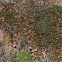 Dillwynia prostrata at Dry Plain, NSW - 30 Oct 2021