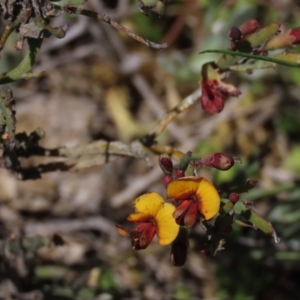 Bossiaea riparia at Dry Plain, NSW - 30 Oct 2021