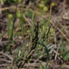 Bossiaea riparia at Dry Plain, NSW - 30 Oct 2021