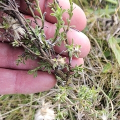 Vittadinia cuneata (Fuzzweed, New Holland Daisy) at Molonglo Valley, ACT - 27 Jun 2023 by sangio7