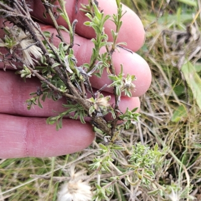 Vittadinia cuneata (Fuzzweed, New Holland Daisy) at The Pinnacle - 27 Jun 2023 by sangio7