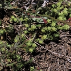 Scleranthus diander (Many-flowered Knawel) at Top Hut TSR - 30 Oct 2021 by AndyRoo