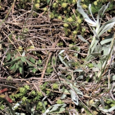 Chrysocephalum apiculatum (Common Everlasting) at Top Hut TSR - 30 Oct 2021 by AndyRoo