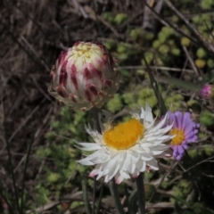 Leucochrysum albicans subsp. tricolor (Hoary Sunray) at Dry Plain, NSW - 29 Oct 2021 by AndyRoo