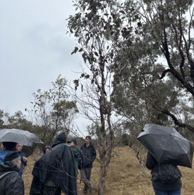 Eucalyptus albens (White Box) at Mount Majura - 28 Jun 2023 by lbradley