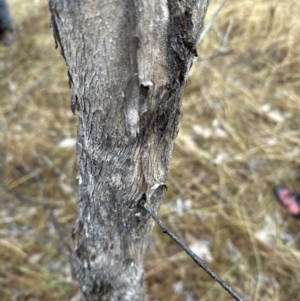 Eucalyptus albens at Watson, ACT - 28 Jun 2023 12:48 PM