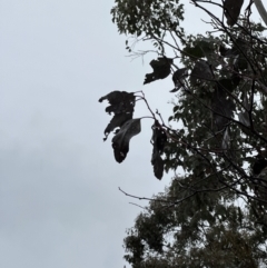 Eucalyptus albens at Watson, ACT - 28 Jun 2023 12:48 PM