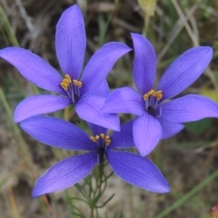 Cheiranthera linearis (Finger Flower) at Bowning, NSW - 11 Dec 2022 by michaelb