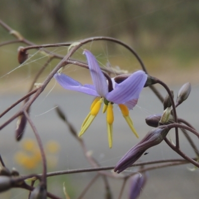 Dianella longifolia (Pale Flax Lily) at Bowning, NSW - 11 Dec 2022 by MichaelBedingfield