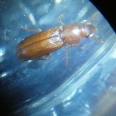 Tribolium sp. (genus) (A flour beetle) at QPRC LGA - 28 Jun 2023 by Paul4K