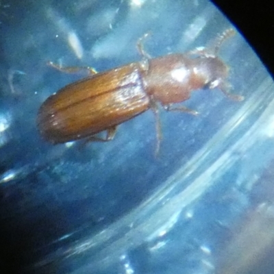 Tribolium sp. (genus) (A flour beetle) at Queanbeyan, NSW - 28 Jun 2023 by Paul4K