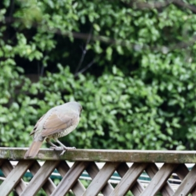 Ptilonorhynchus violaceus (Satin Bowerbird) at Aranda, ACT - 28 Jun 2023 by KMcCue