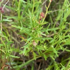 Haloragis heterophylla (Variable Raspwort) at Nurenmerenmong, NSW - 18 Jan 2023 by NedJohnston