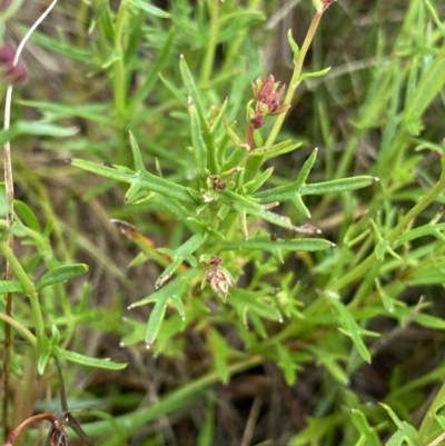 Haloragis heterophylla (Variable Raspwort) at Nurenmerenmong, NSW - 18 Jan 2023 by NedJohnston