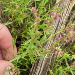 Haloragis heterophylla at Nurenmerenmong, NSW - 18 Jan 2023