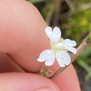 Epilobium gunnianum at Nurenmerenmong, NSW - suppressed