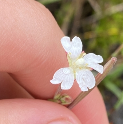 Epilobium gunnianum (Gunn's Willow-herb) at The Tops at Nurenmerenmong - 18 Jan 2023 by Ned_Johnston