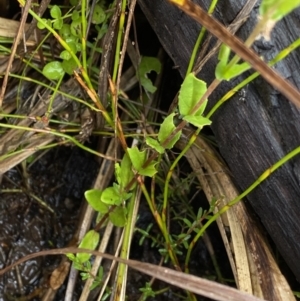 Epilobium gunnianum at Nurenmerenmong, NSW - suppressed