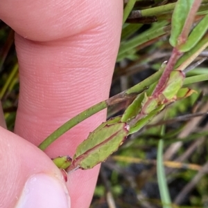 Epilobium gunnianum at Nurenmerenmong, NSW - suppressed