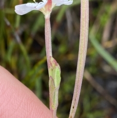 Epilobium gunnianum at Nurenmerenmong, NSW - suppressed